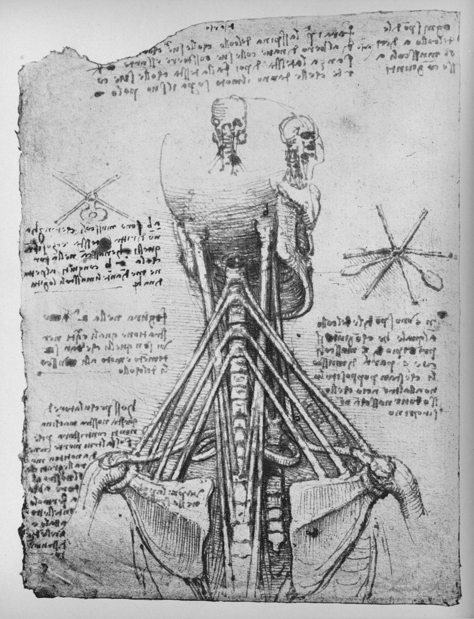 Boyun Tendonlarını Gösteren Bir İskeletin Arkadan Görünümünün İncelenmesi, c1480 1945 by Leonardo da Vinci