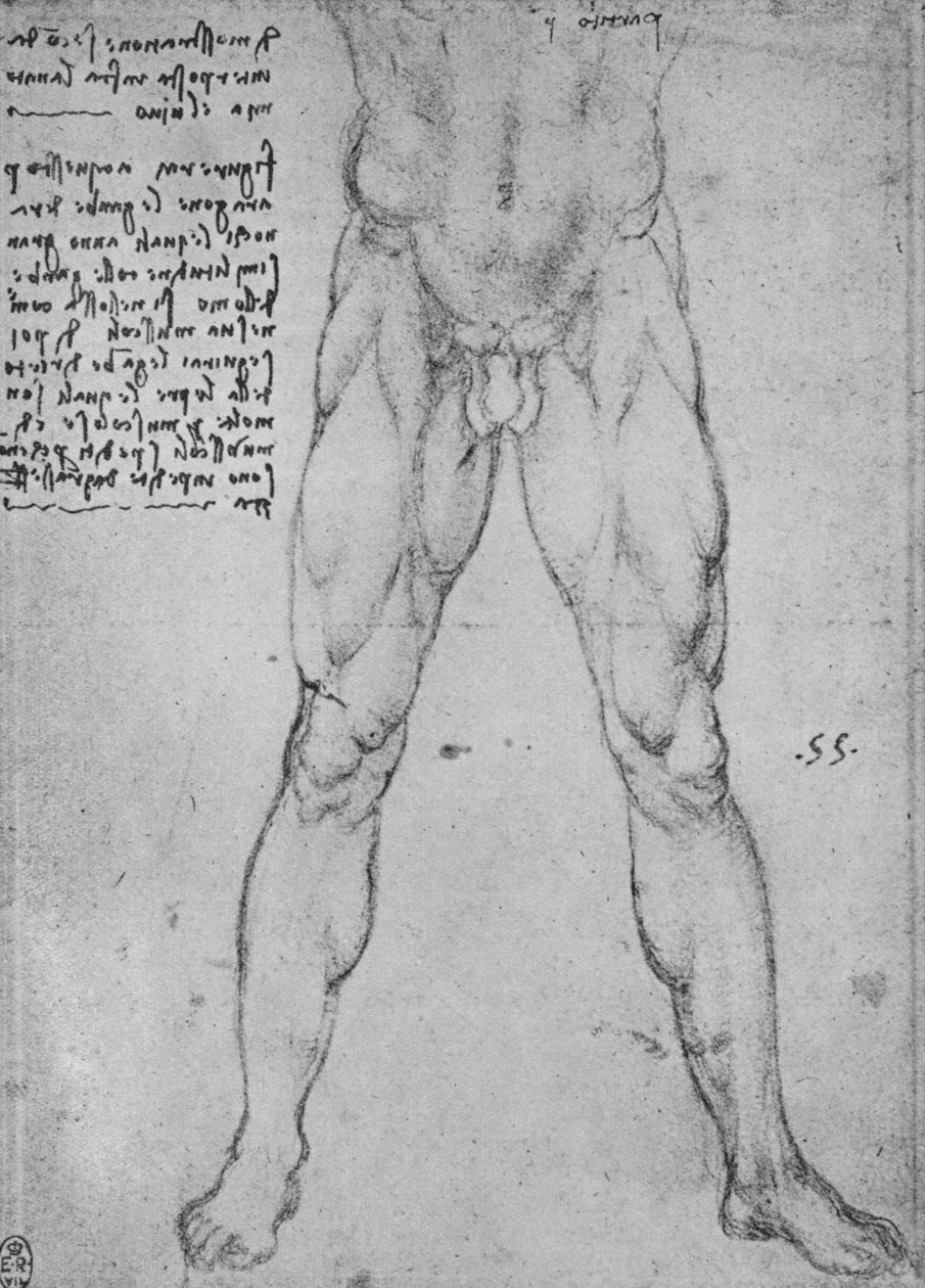 Yüzü Öne Dönen Çıplak Bir Adamın Alt Yarısının İncelenmesi, c1480 1945 by Leonardo da Vinci