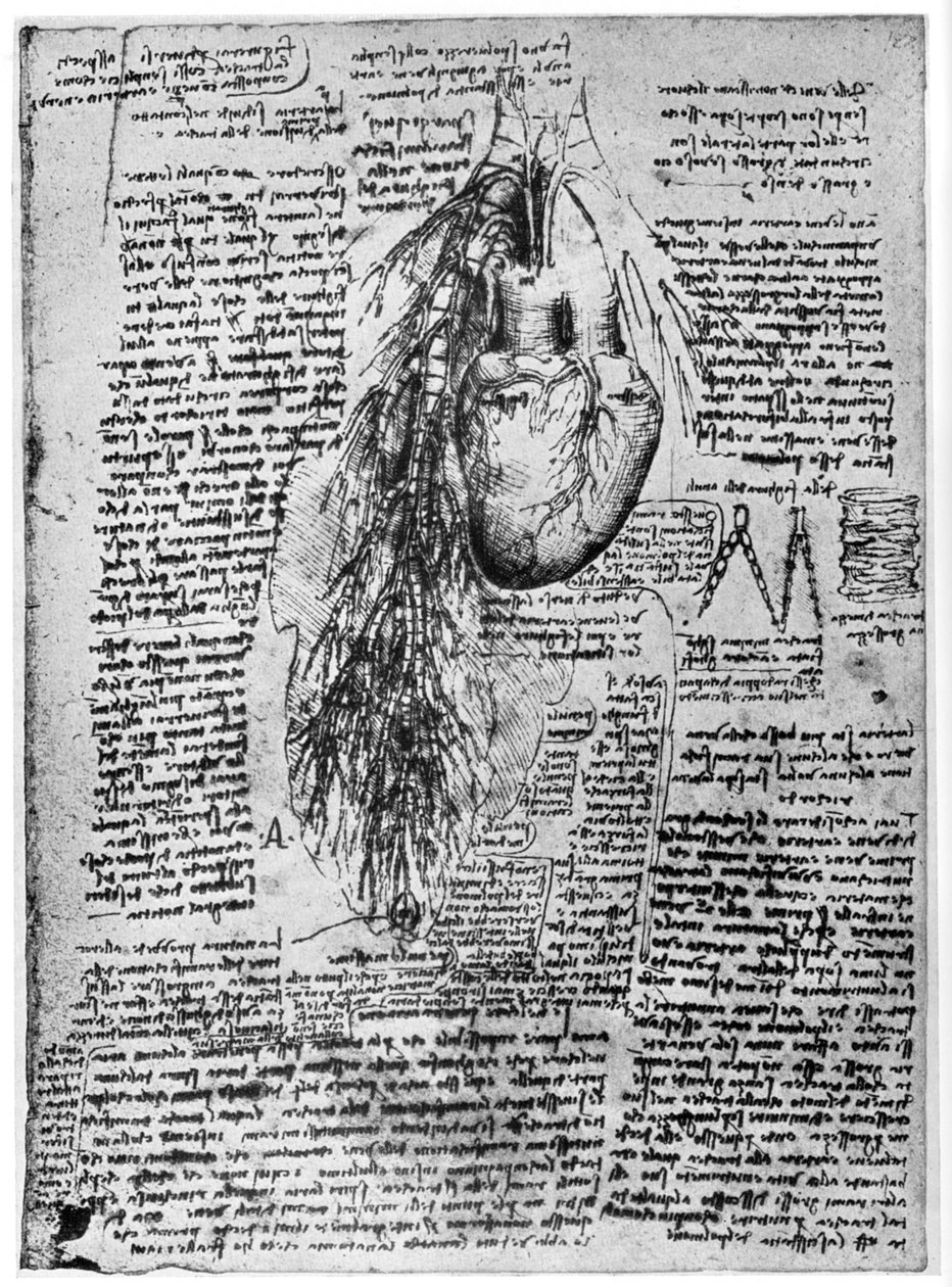 Kalp ve bronşiyal arterlerin incelenmesi, 15. yüzyılın sonları veya 16. yüzyılın başlarında 1954 by Leonardo da Vinci