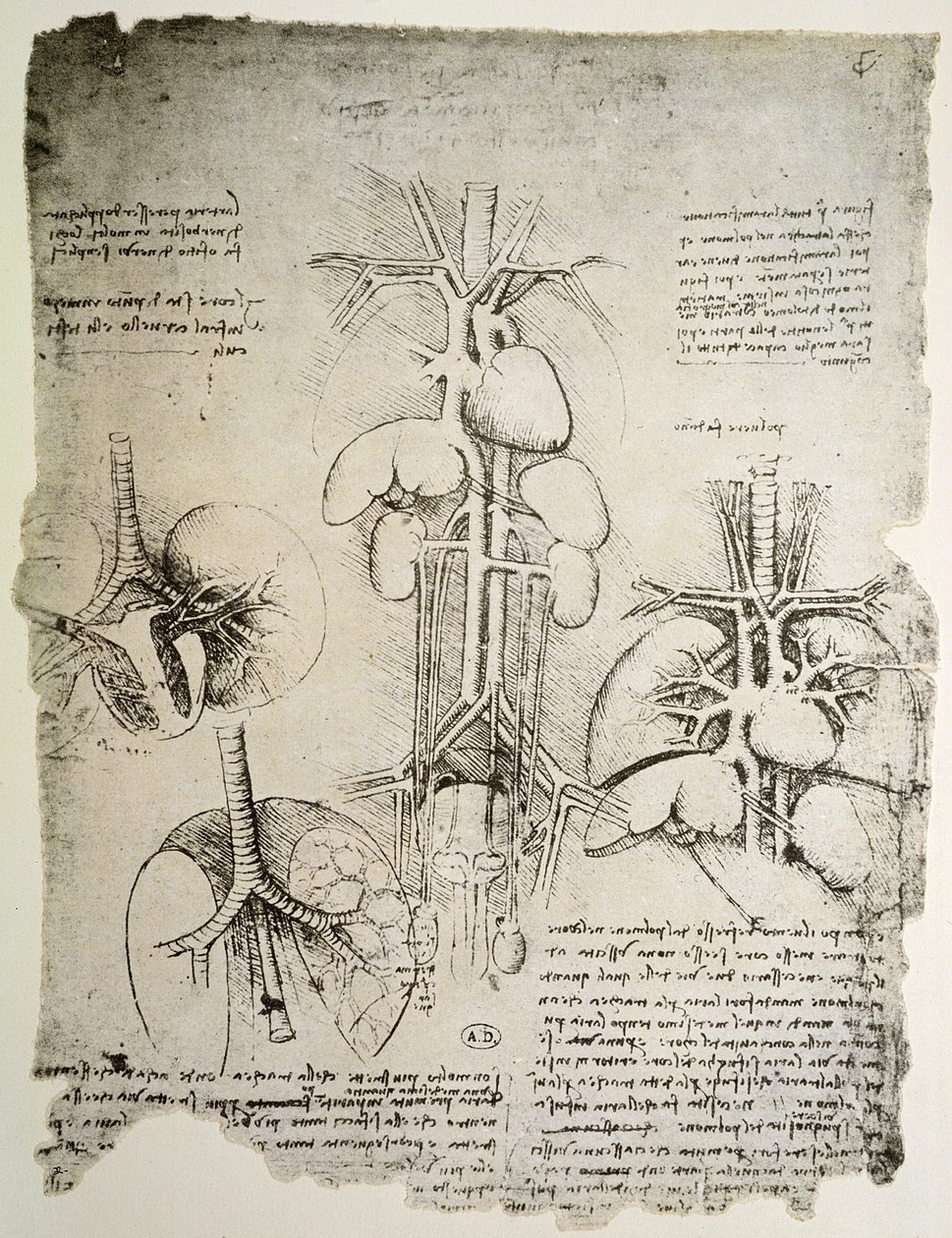 Kalp ve Dolaşım, Windsor kitabının tıpkıbasımı (kağıt üzerine kalem ve mürekkep) by Leonardo da Vinci