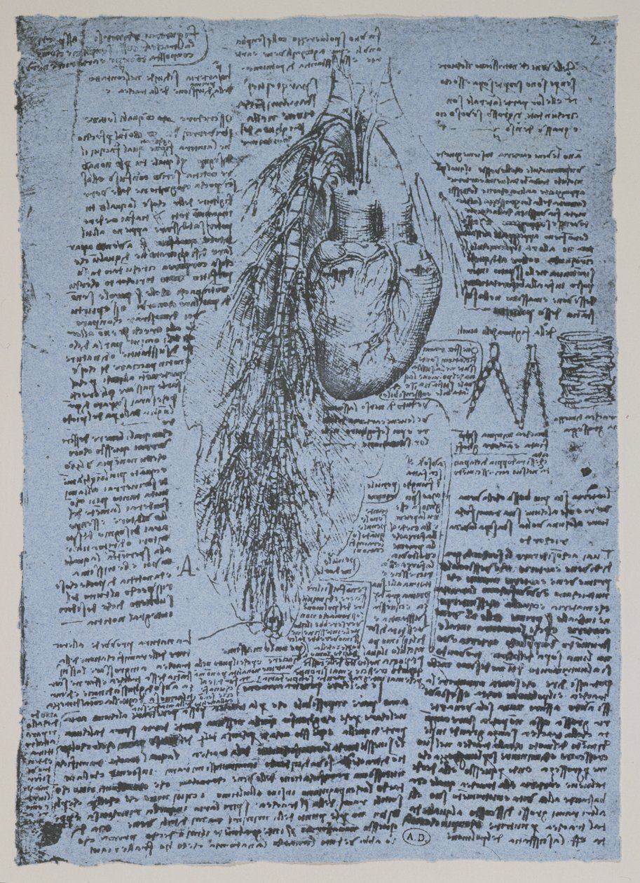 Kalp ve bronşiyal arterler, Windsor kitabının tıpkıbasımı (kağıt üzerine kalem ve mürekkep) by Leonardo da Vinci