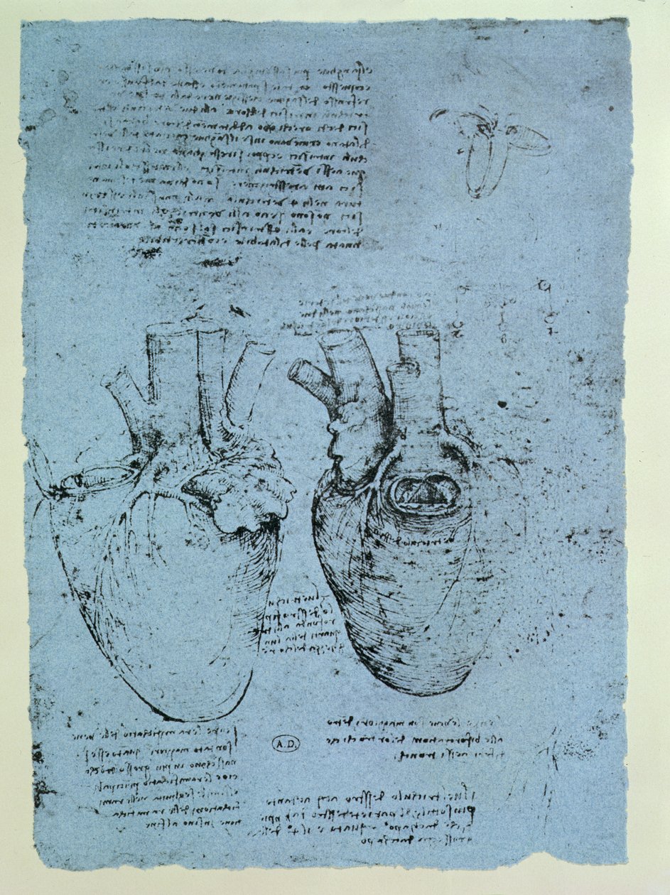 Kalp, Windsor kitabının tıpkıbasımı (kağıt üzerine kalem ve mürekkep) by Leonardo da Vinci
