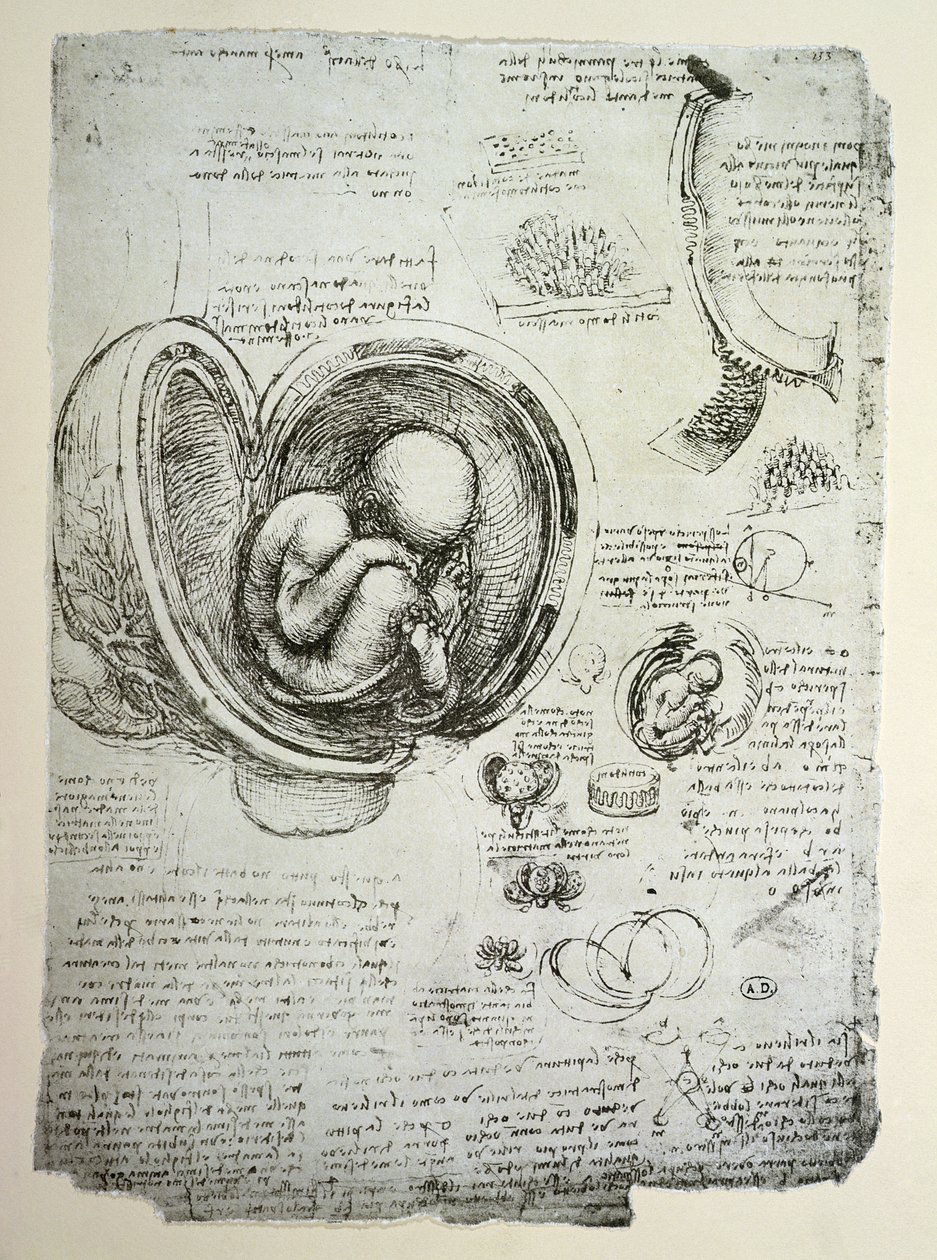 Rahimdeki İnsan Fetüsünün faks kopyası by Leonardo da Vinci