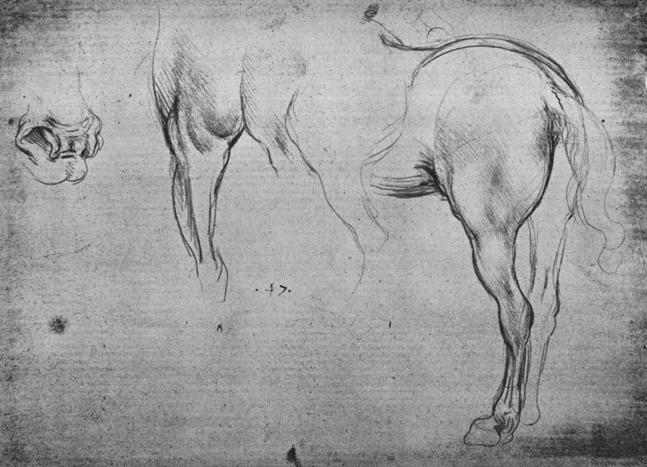 Bir Atın Arka Çeyreklerinin Üç Çizimi ve Burun Deliklerinden Biri, c1480 1945 by Leonardo da Vinci