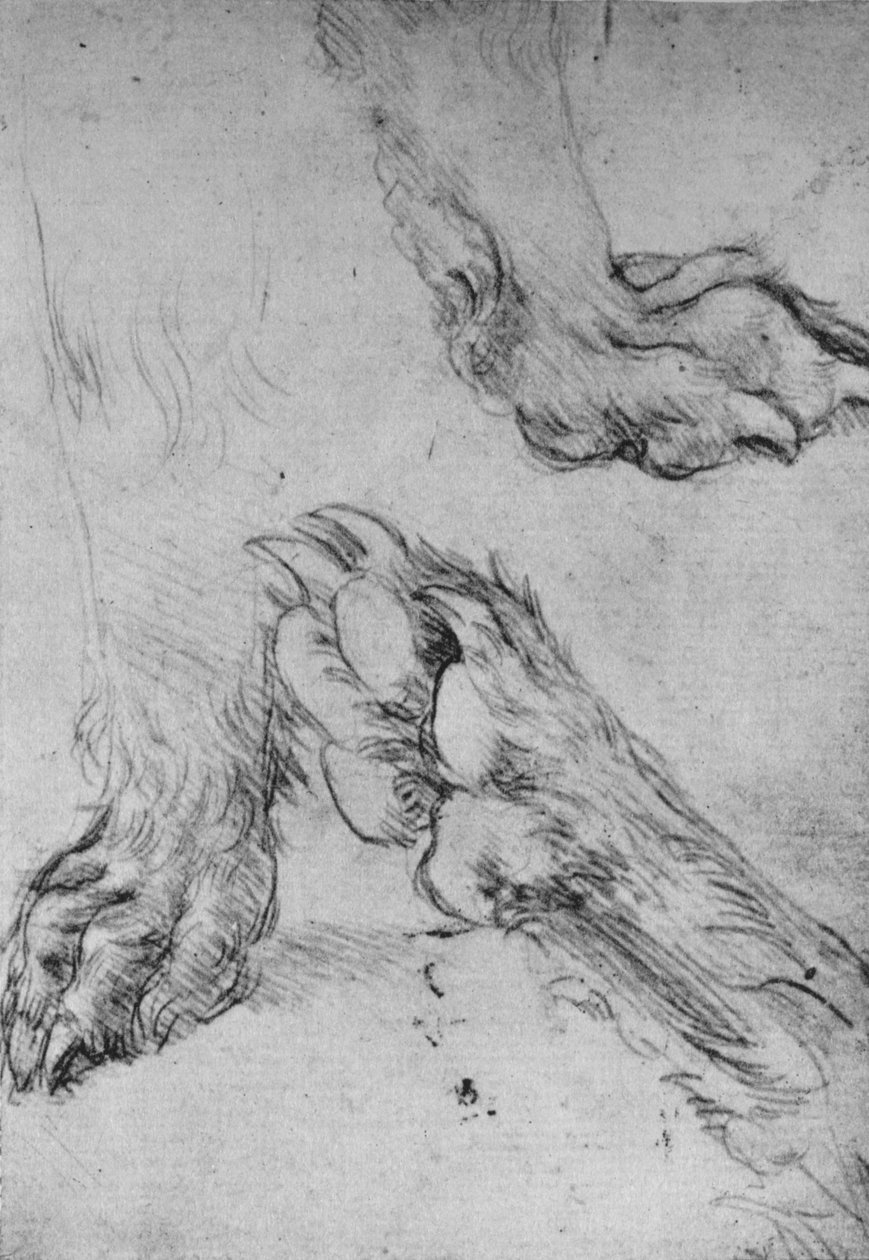 Bir Köpeğin veya Kurtun Pençeleri Üzerine Üç Çalışma, c1480 1945 by Leonardo da Vinci
