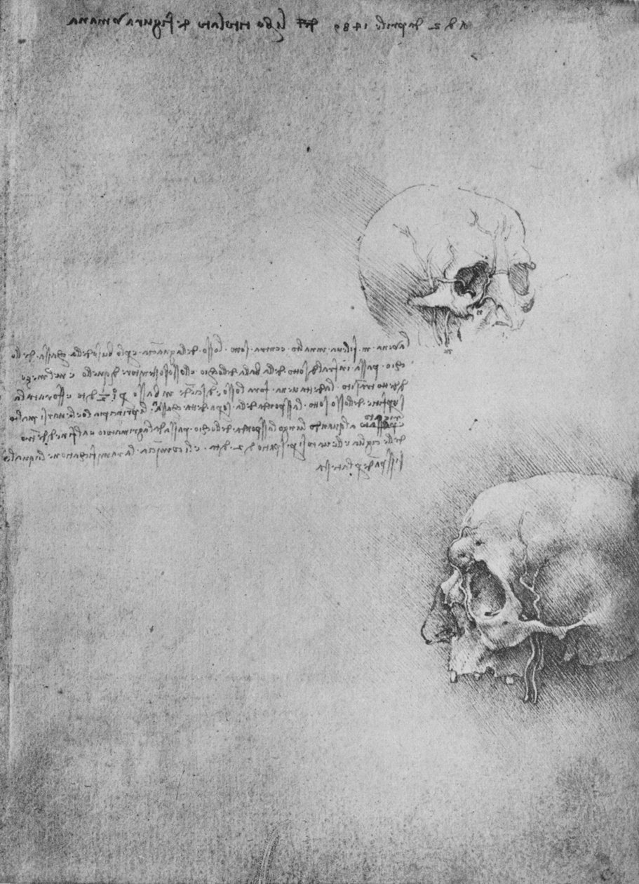 Başın Kemikli Yapısının İki Çizimi, c1480 1945 by Leonardo da Vinci