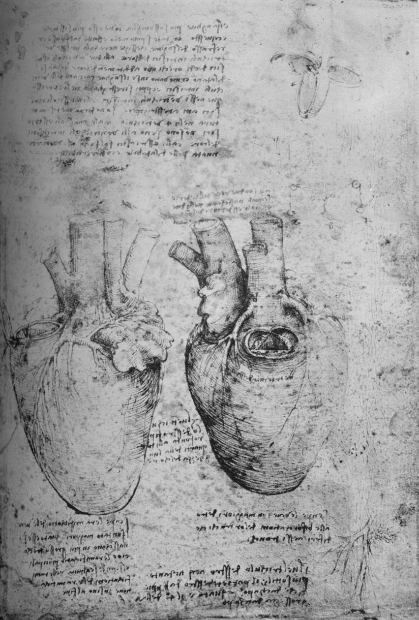 Kalbin İki Çizimi, c1480 1945 by Leonardo da Vinci