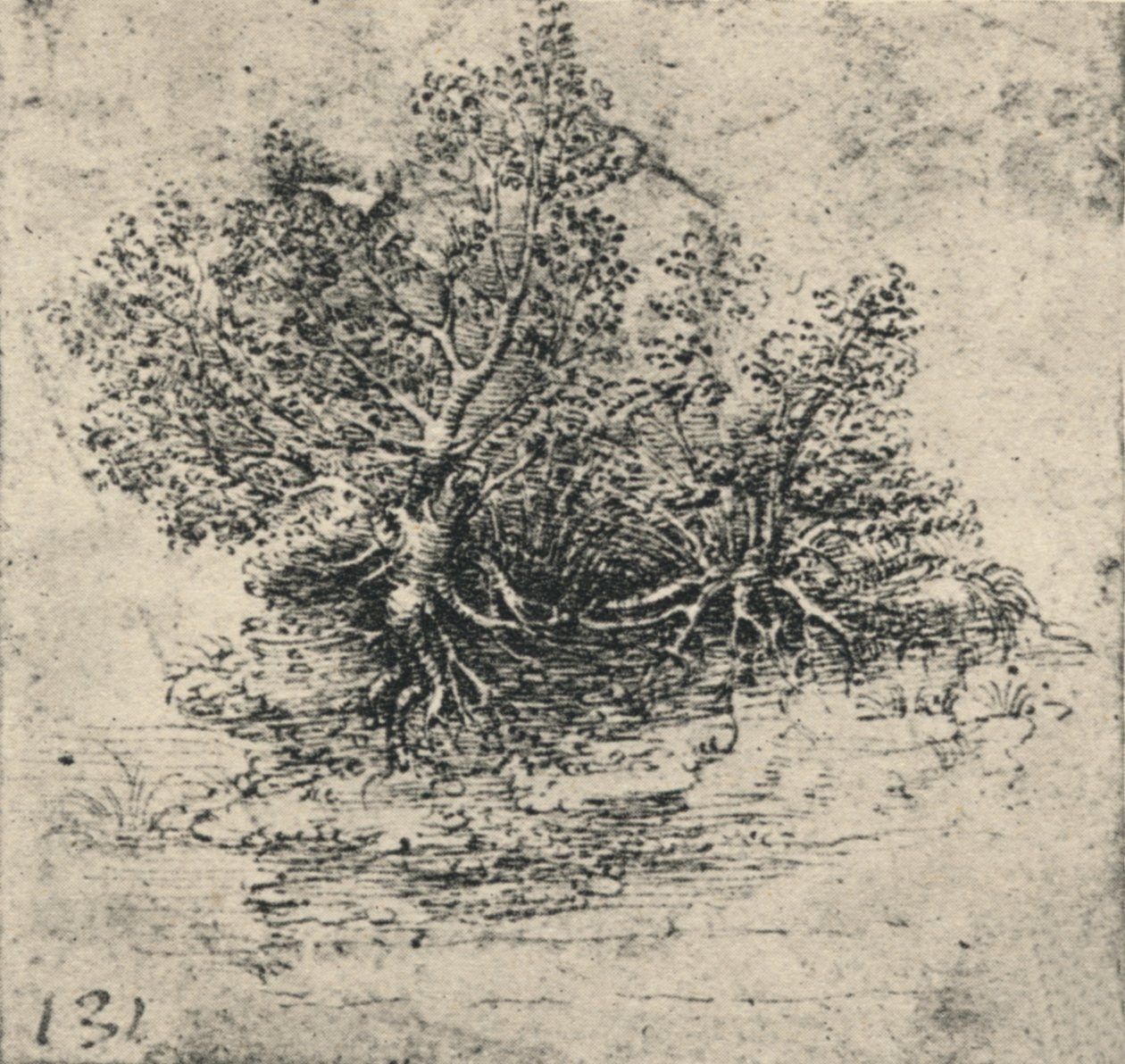 Bir Çayın Kıyısında İki Ağaç, c1480 1945 by Leonardo da Vinci