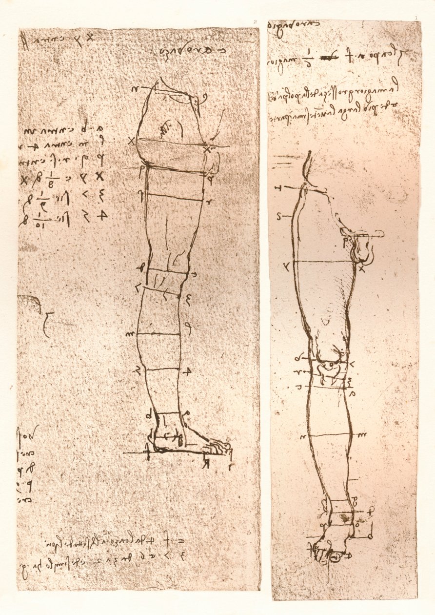 İnsan figürünün oranları teorisini gösteren iki çizim, c1472-c1519 1883 by Leonardo da Vinci