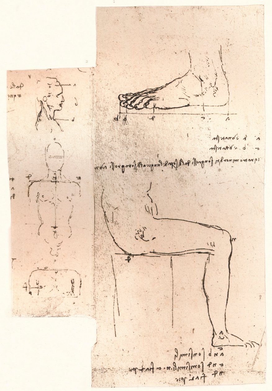 İnsan figürünün oranları teorisini gösteren iki çizim, c1472-c1519 1883 by Leonardo da Vinci