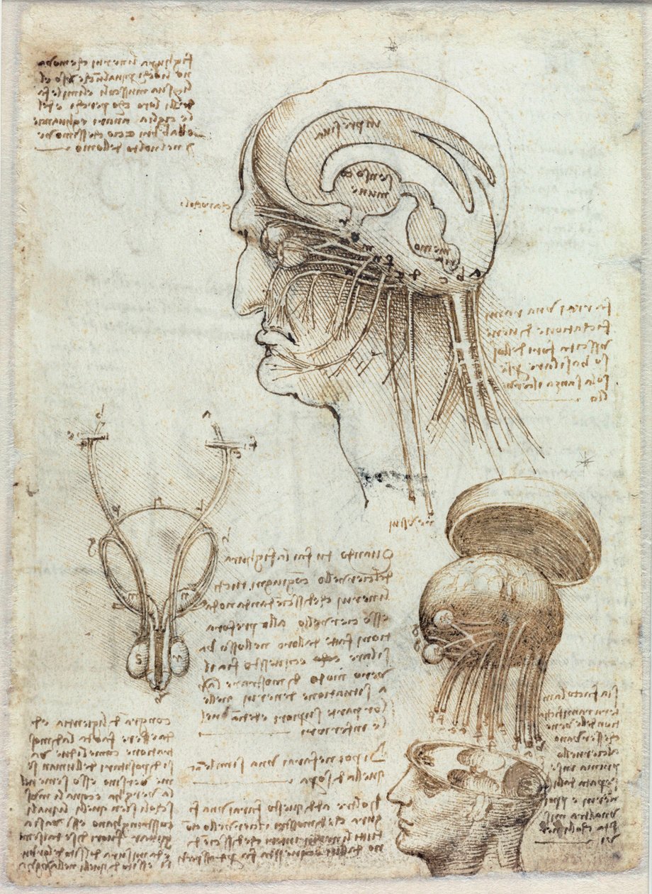Bilinmeyen resim by Leonardo da Vinci