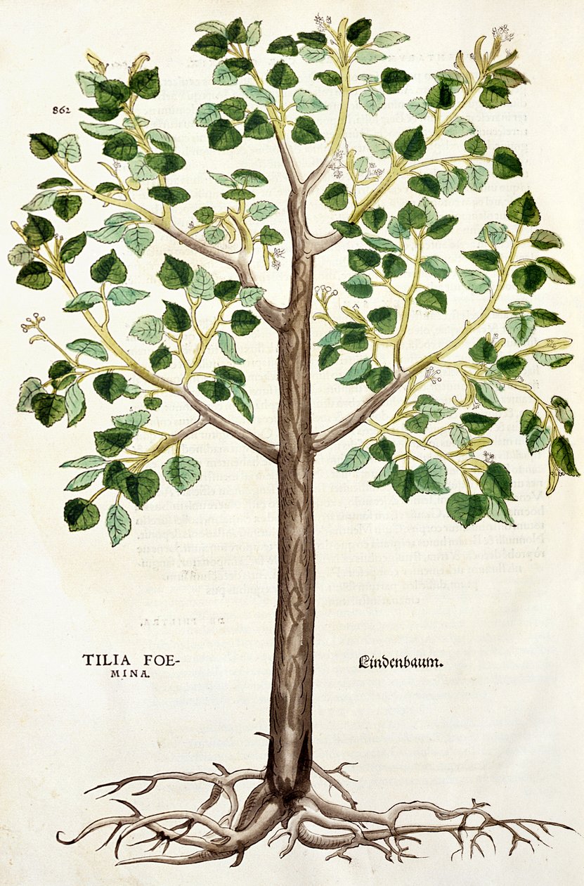 Tilia, Lindenbaum veya Ihlamur Ağacı, 