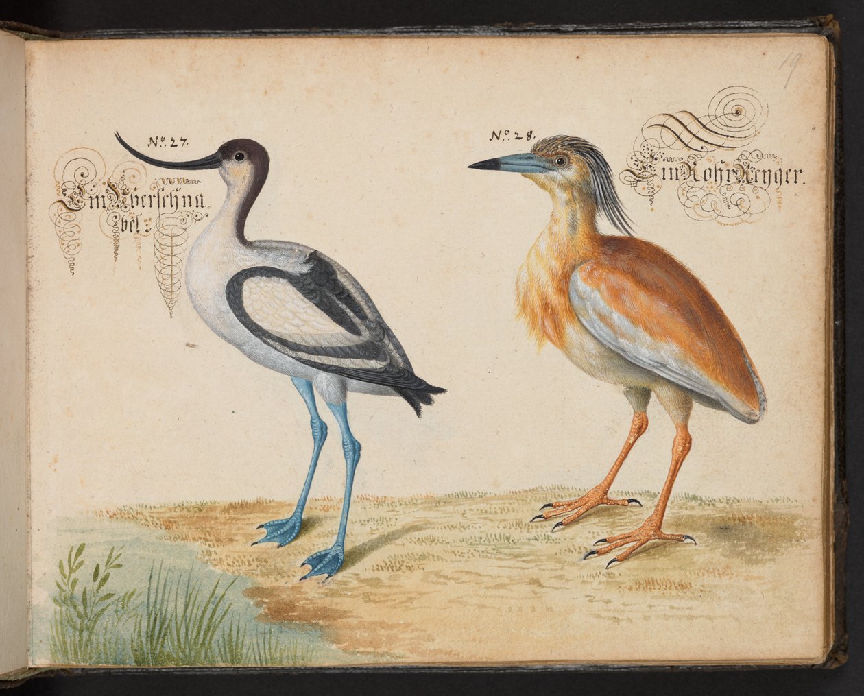 6485 f.19 Avocet ve Squacco Heron