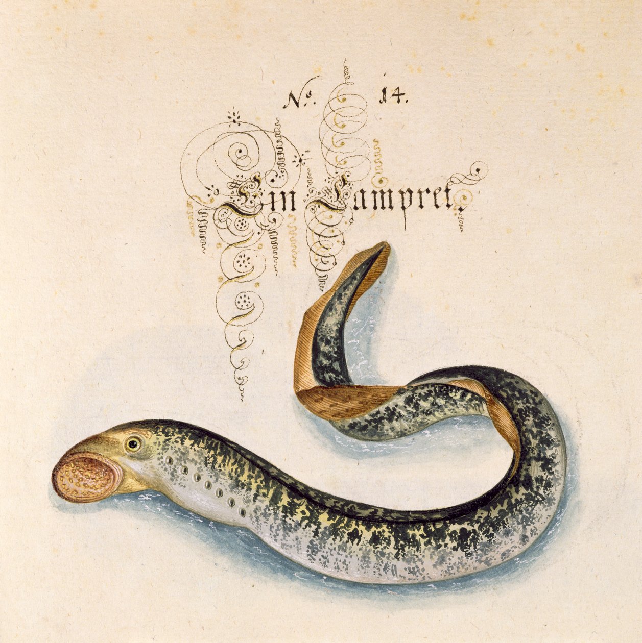 6485 f.50 Sea Lamprey ekleyin by Leonhard Baldner