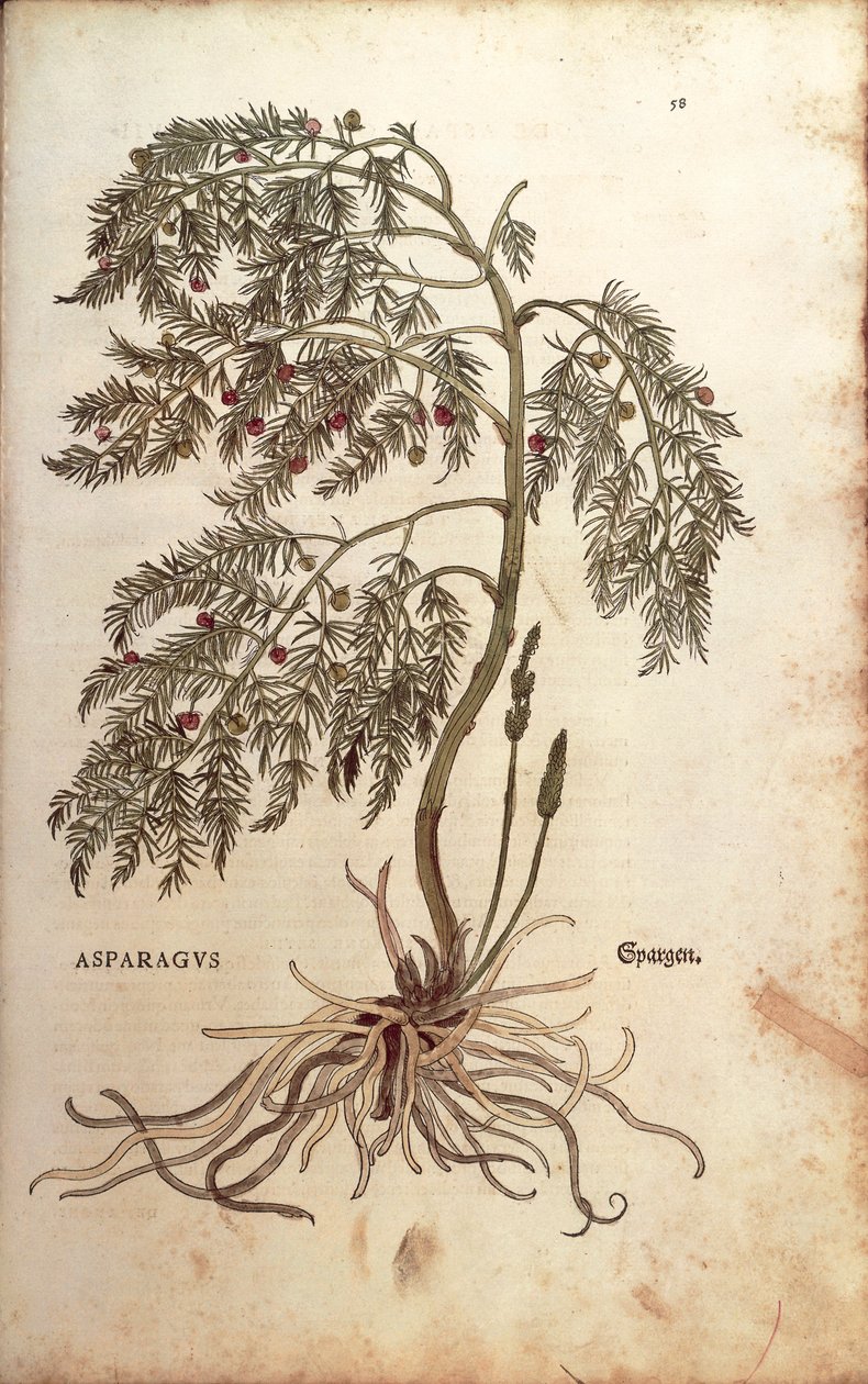 Kuşkonmaz (Kuşkonmaz officinalis) Leonhart Fuchs tarafından De historia stirpium commentarii insignes (Bitkilerin Tarihi Üzerine Önemli Yorumlar) renkli gravür by Leonhard Fuchs