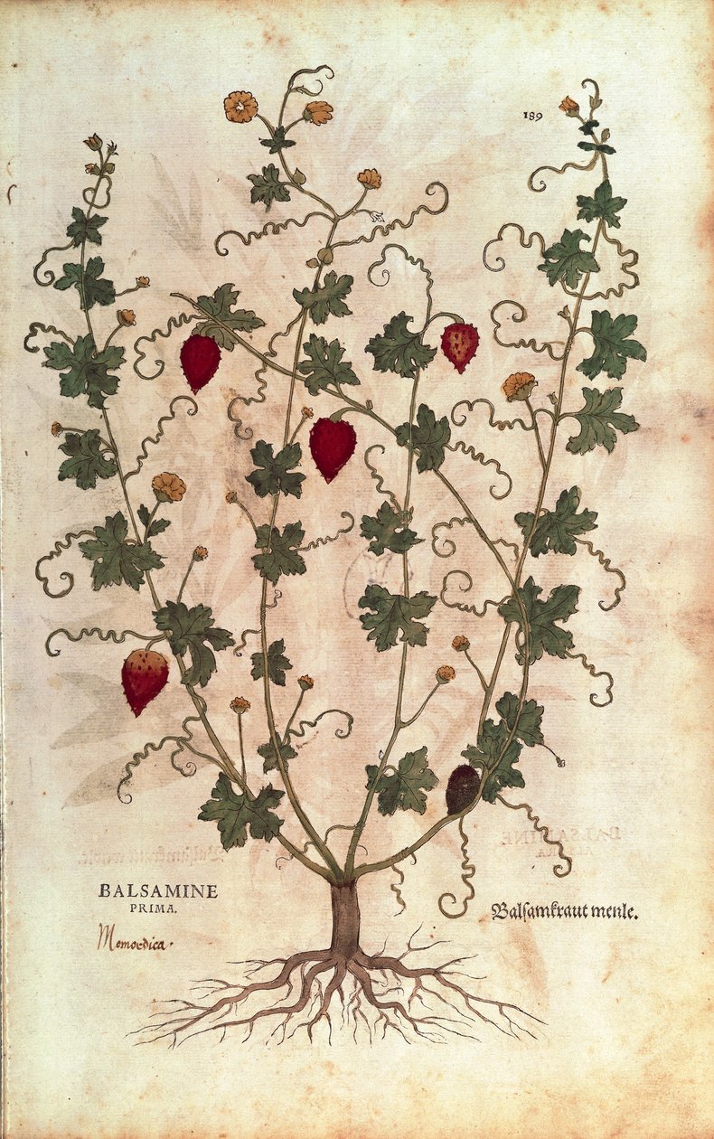 Balsam elması (Momordica balsamina), Leonhart Fuchs tarafından De historia stirpium commentarii insignes (Bitkilerin Tarihi Üzerine Önemli Yorumlar), renkli gravür by Leonhard Fuchs
