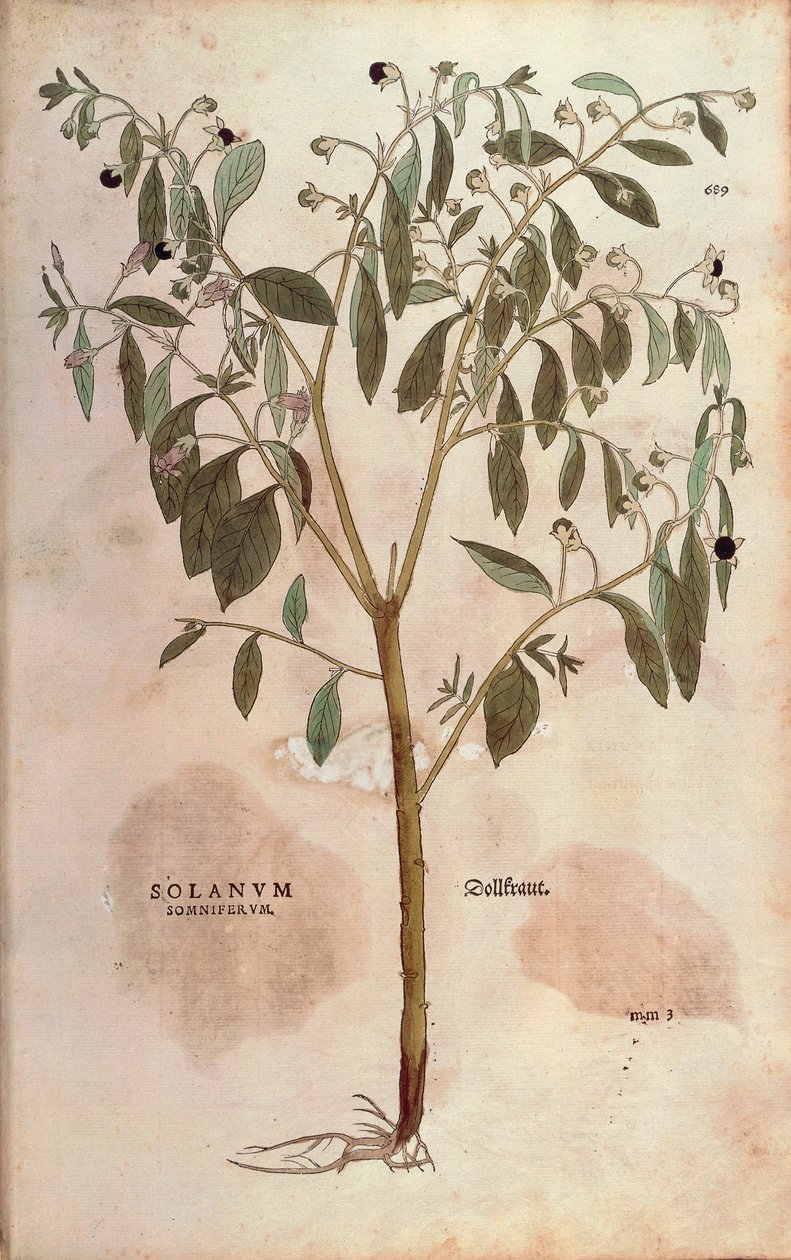 Belladonna - Atropa belladonna (Solanum somniferum) Leonhart Fuchs tarafından De historia stirpium commentarii insignes (Bitkilerin Tarihi Üzerine Önemli Yorumlar) renkli gravür by Leonhard Fuchs