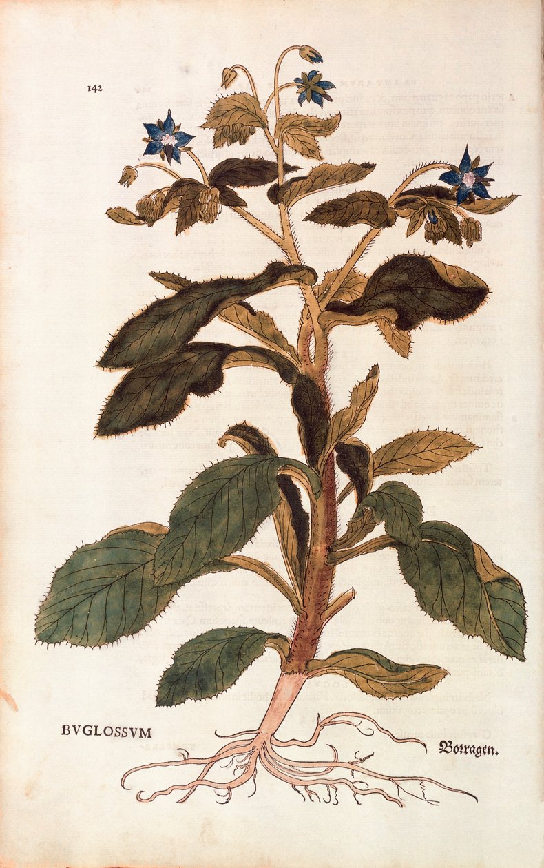 Borage - Borago officinalis (Buglossum), Leonhart Fuchs tarafından De historia stirpium commentarii insignes (Bitkilerin Tarihi Üzerine Önemli Yorumlar), renkli gravür by Leonhard Fuchs