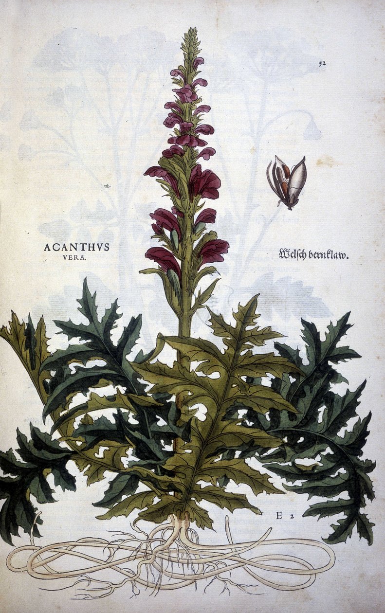 Botanik levha: Acanthus veya Acanthus - Leonhart Fuchs'un "Stirpium Yorumlarının Tarihi"nde by Leonhard Fuchs