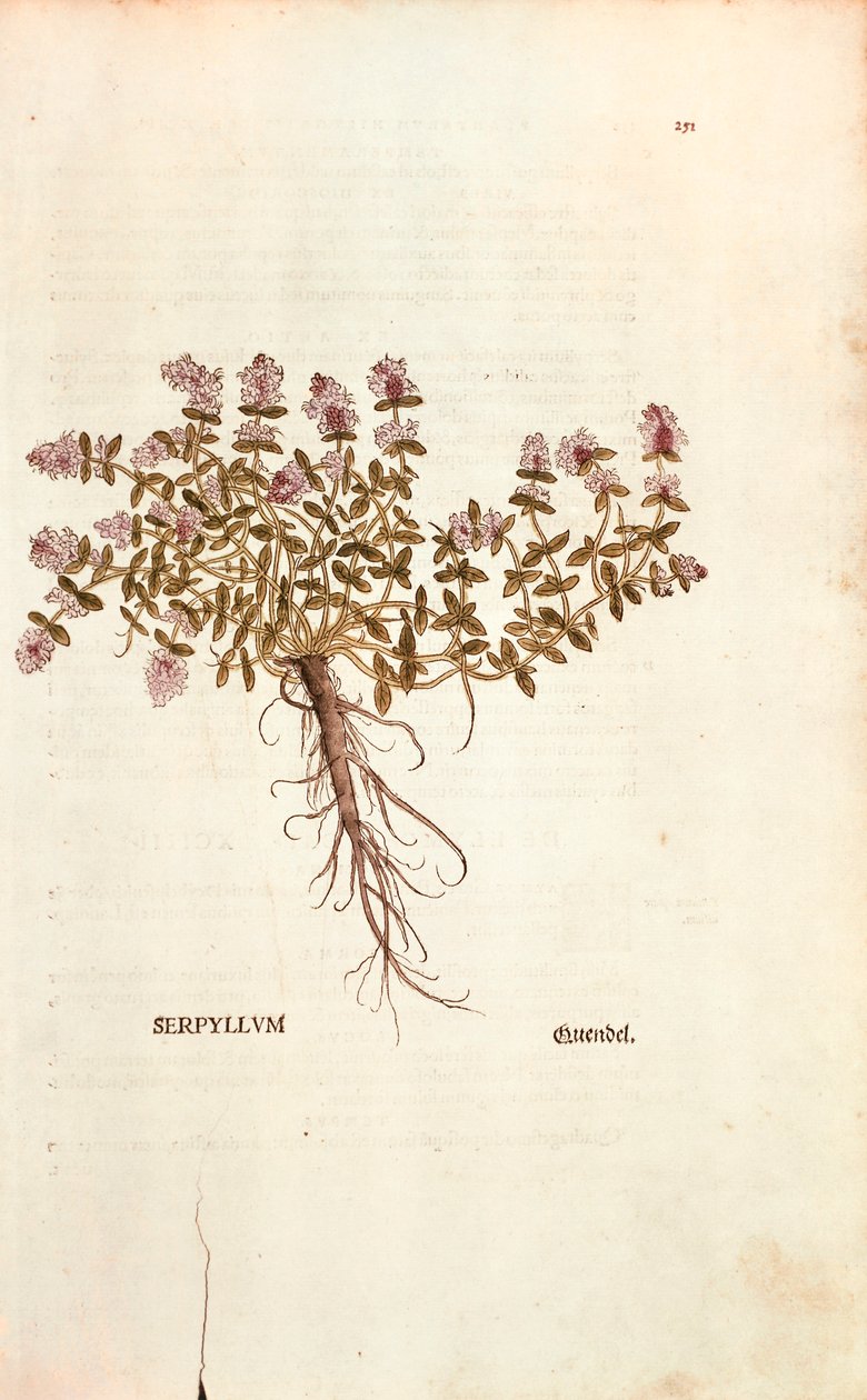 Breckland veya Yabani Kekik (Thymus serpyllum), Leonhart Fuchs tarafından De historia stirpium commentarii insignes (Bitkilerin Tarihi Üzerine Önemli Yorumlar) renkli gravür by Leonhard Fuchs