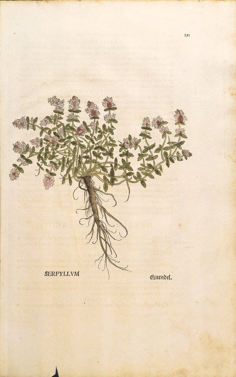 Breckland veya Yabani Kekik (Thymus serpyllum), Leonhart Fuchs tarafından renkli gravür by Leonhard Fuchs