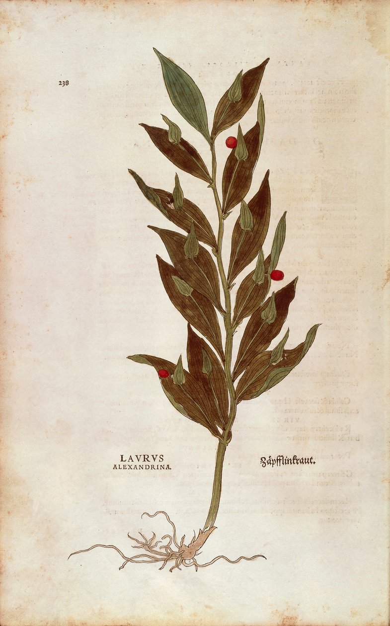 Kasap Süpürgesi veya Diz Çobanı - Ruscus aculeatus (Laurus alexandrina) Leonhart Fuchs tarafından De historia stirpium commentarii insignes (Bitkilerin Tarihi Üzerine Önemli Yorumlar) renkli gravür by Leonhard Fuchs