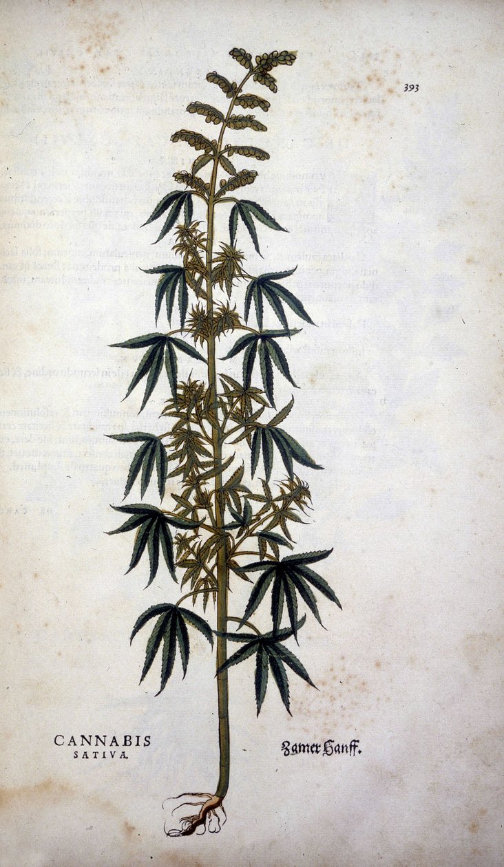 Cannabis Sativa (Kenevir Yetiştiriciliği) - Leonhart Fuchs