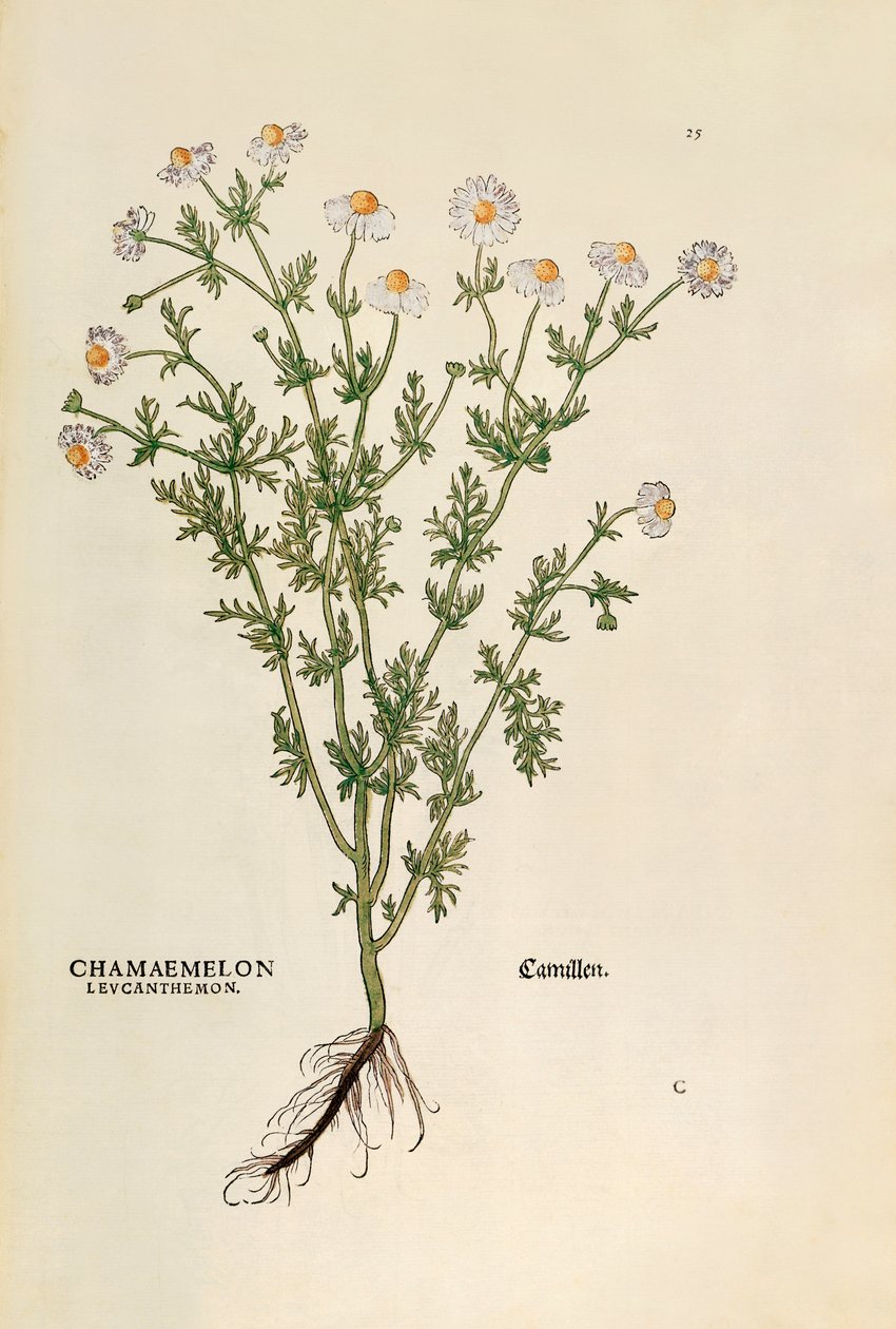 Papatya - Matricaria chamomilla (Chamaemelum leucanthemum), Leonhart Fuchs tarafından De historia stirpium commentarii insignes (Bitkilerin Tarihi Üzerine Önemli Yorumlar), renkli gravür by Leonhard Fuchs