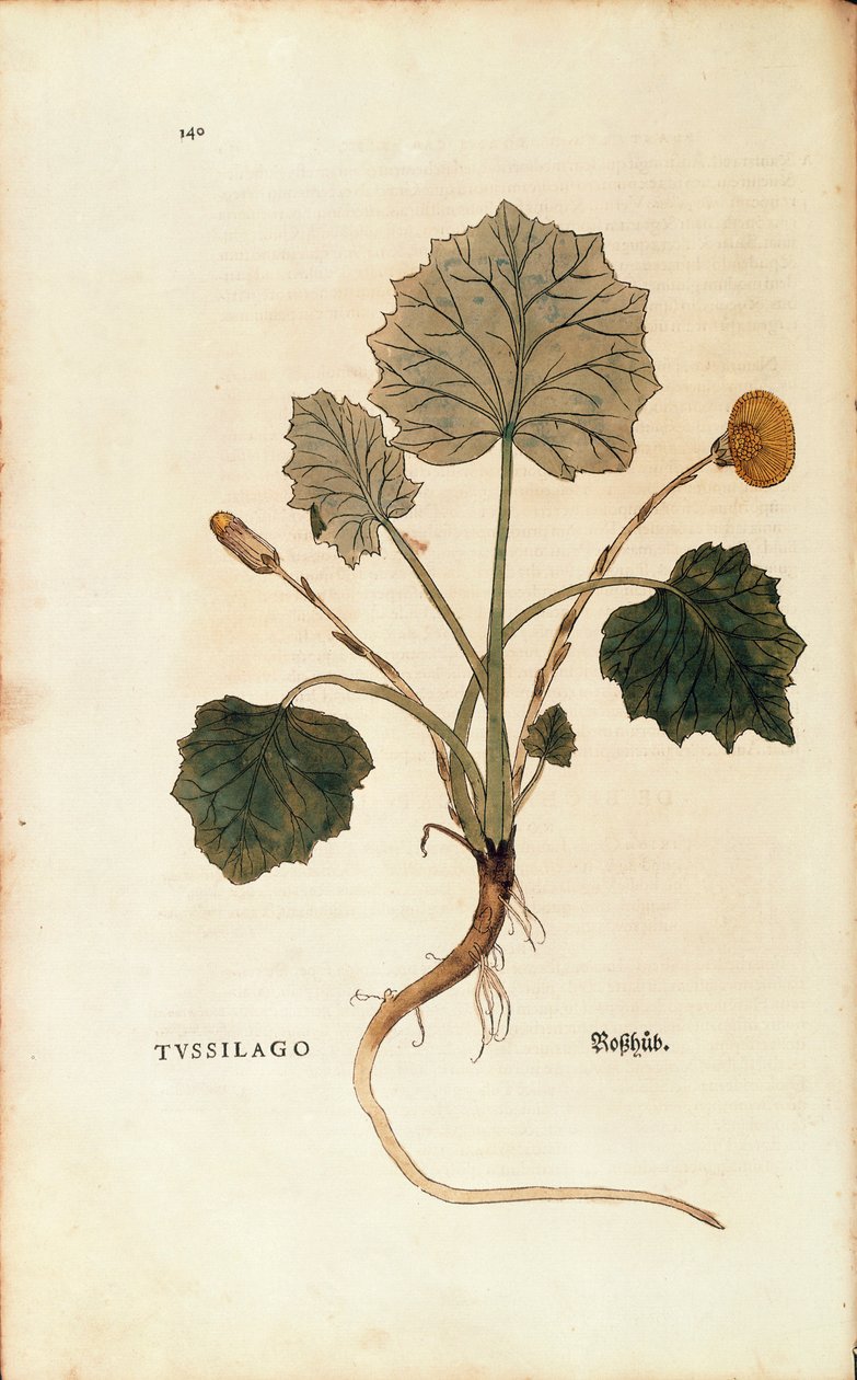 Coltsfoot (Tussilago farfara)De historia stirpium commentarii insignes