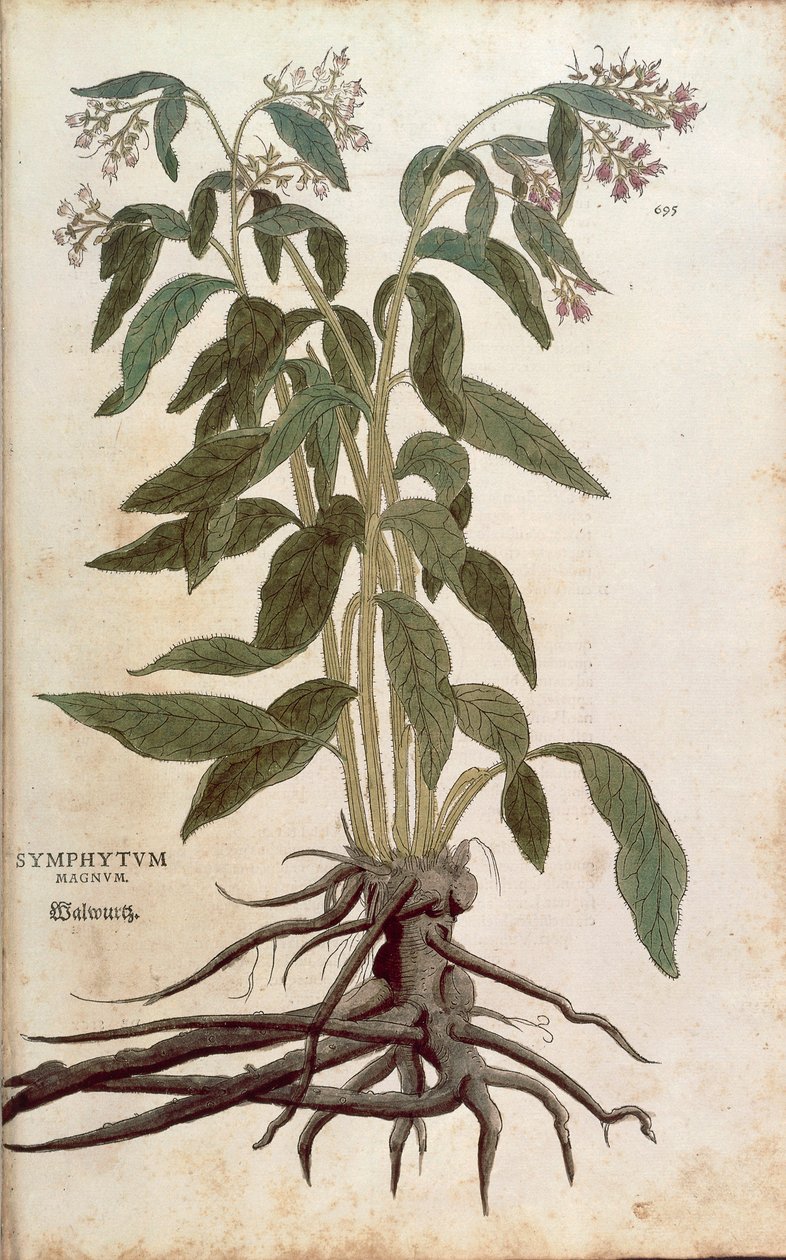 Karakafes - Symphytum officinale (Symphytum magnus) Leonhart Fuchs tarafından De historia stirpium commentarii insignes (Bitkilerin Tarihi Üzerine Önemli Yorumlar), renkli gravür by Leonhard Fuchs