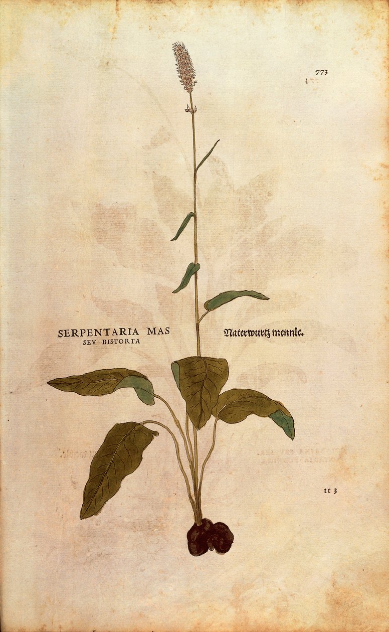 Adi Bistort - Persicaria bistorta veya Bistorta polygonum (Serpentaria mas seu bistorta) Leonhart Fuchs tarafından De historia stirpium commentarii insignes (Bitkilerin Tarihi Üzerine Önemli Yorumlar) renkli gravür by Leonhard Fuchs