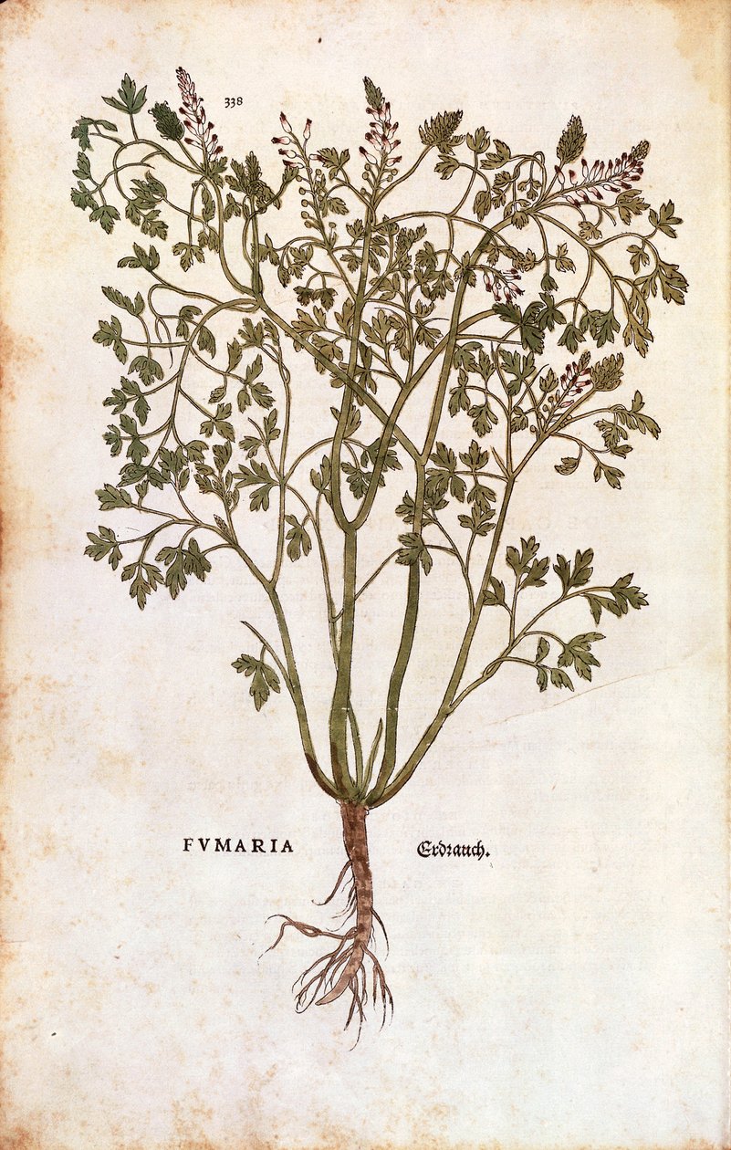 Ortak Fumitory (Fumaria officinalis) by Leonhard Fuchs