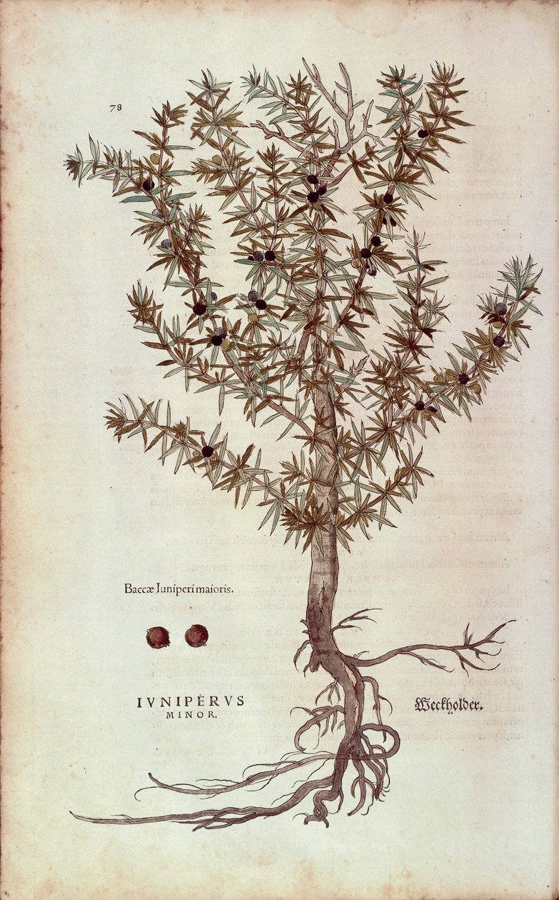 Ortak Ardıç - Juniperus communis (Juniperus minor) Leonhart Fuchs tarafından De historia stirpium commentarii insignes (Bitkilerin Tarihi Üzerine Önemli Yorumlar) renkli gravür by Leonhard Fuchs
