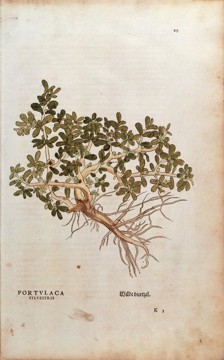 Ortak Semizotu veya Domuz Otu - Portulaca oleracea (Portulaca sylvestris) Leonhart Fuchs tarafından De historia stirpium commentarii insignes (Bitkilerin Tarihi Üzerine Önemli Yorumlar), renkli gravür by Leonhard Fuchs