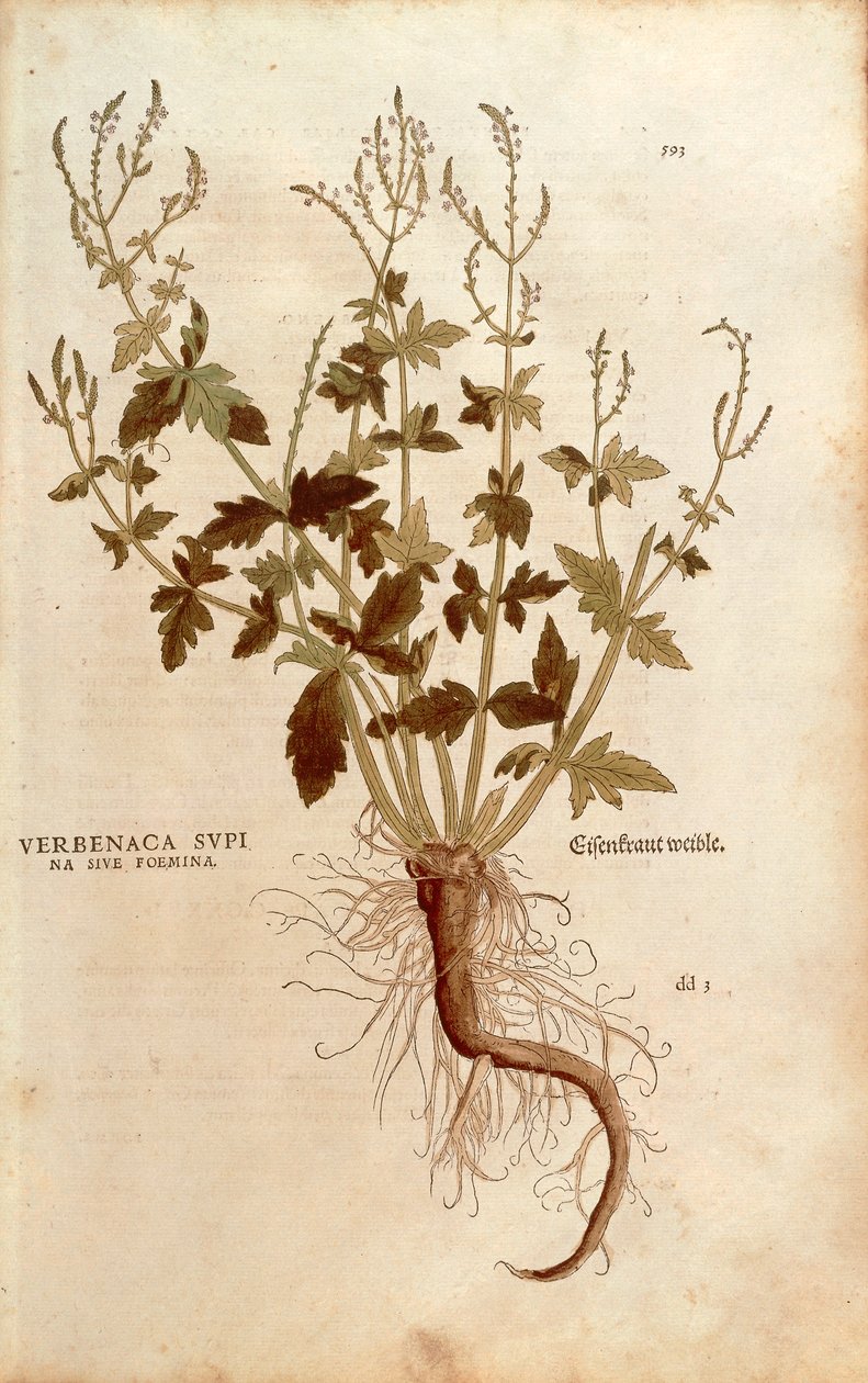 Ortak Mine Çiçeği veya Mine Çiçeği - Verbena officinalis (Verbenaca supina sive foemina) Leonhart Fuchs