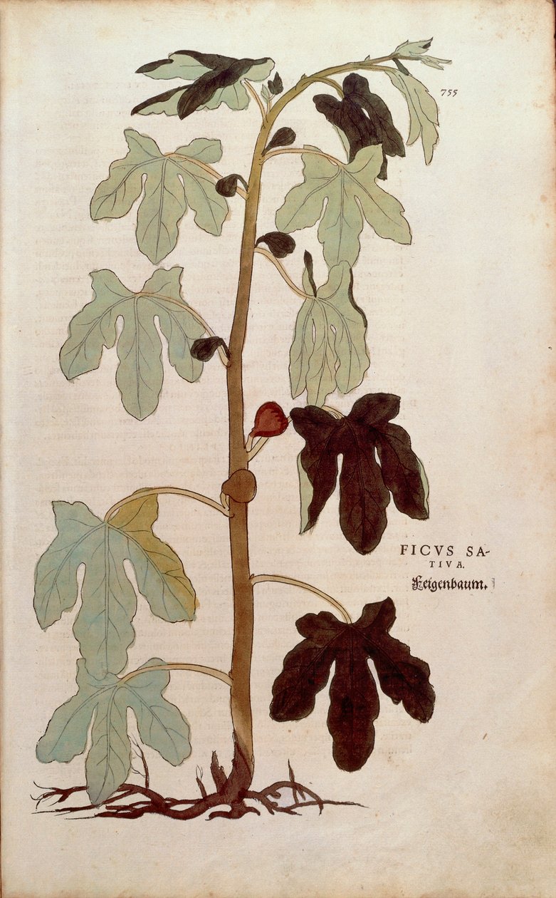 Ortak incir - Ficus carica (Ficus sativa), Leonhart Fuchs tarafından De historia stirpium commentarii insignes (Bitkilerin Tarihi Üzerine Önemli Yorumlar), renkli gravür by Leonhard Fuchs