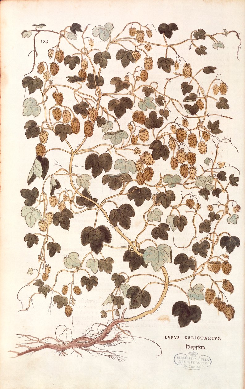 Ortak hop - Humulus lupulus (Lupus salictarius) Leonhart Fuchs tarafından De historia stirpium commentarii insignes (Bitkilerin Tarihi Üzerine Önemli Yorumlar) renkli gravür by Leonhard Fuchs