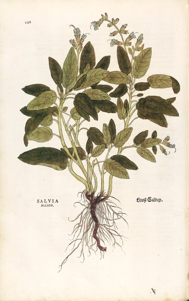 Ortak adaçayı - Salvia officinalis (Salvia maior) Leonhart Fuchs tarafından De historia stirpium commentarii insignes (Bitkilerin Tarihi Üzerine Önemli Yorumlar) renkli gravür by Leonhard Fuchs