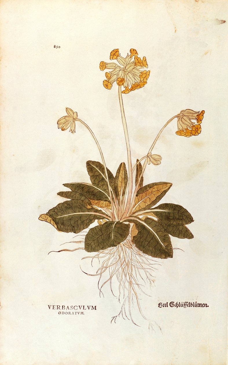 İnek Kama - Primula vertis officinalis (Verbasculum odoratum), Leonhart Fuchs tarafından Bitkilerin Tarihinden (Bitkilerin Tarihi Üzerine Önemli Yorumlar), renkli gravür by Leonhard Fuchs