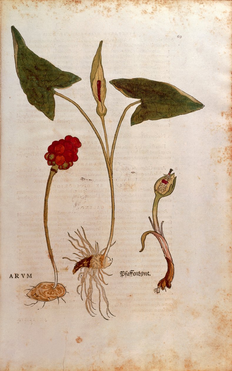 Guguklu Pint veya İtalyan Lordlar ve Hanımlar - Arum italicum (Arum), Leonhart Fuchs tarafından De historia stirpium commentarii insignes (Bitkilerin Tarihi Üzerine Önemli Yorumlar), renkli gravür by Leonhard Fuchs