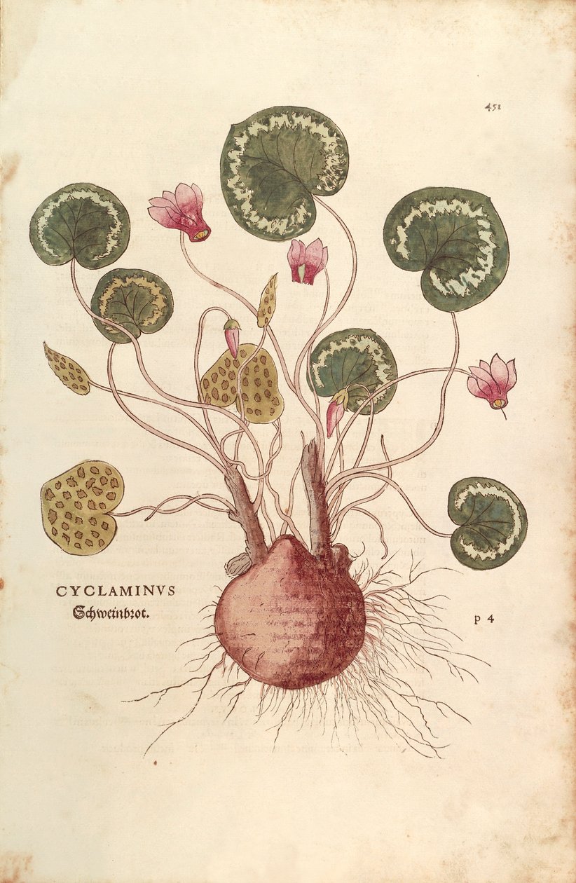 Siklamen (Cyclaminus) Leonhart Fuchs tarafından De historia stirpium commentarii insignes (Bitkilerin Tarihi Üzerine Önemli Yorumlar) renkli gravür by Leonhard Fuchs
