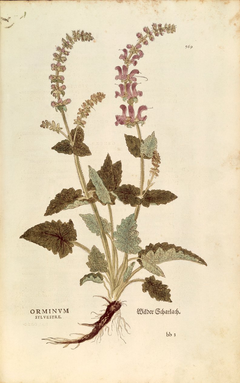 Dragonmouth (Horminum veya Orminum sylvestre), Leonhart Fuchs tarafından De historia stirpium commentarii insignes (Bitkilerin Tarihi Üzerine Önemli Yorumlar), renkli gravür by Leonhard Fuchs