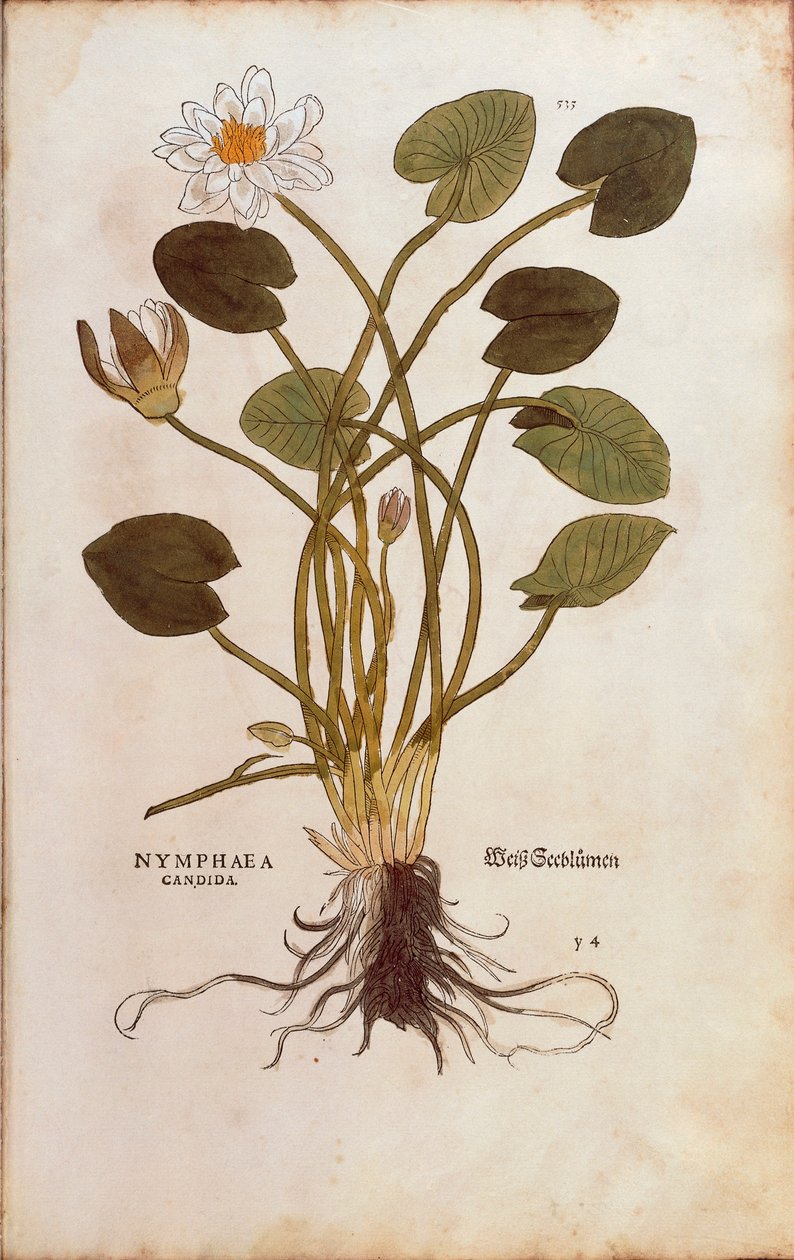 Avrupa Beyaz Nilüfer veya Beyaz Lotus - Nymphaea alba (Nymphaea candida), Leonhart Fuchs tarafından De historia stirpium commentarii insignes (Bitkilerin Tarihi Üzerine Önemli Yorumlar), renkli gravür by Leonhard Fuchs