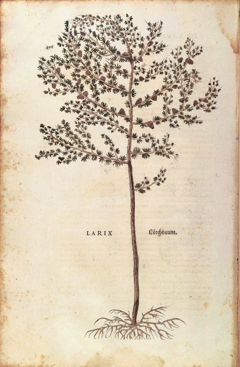 Avrupa karaçamı (Larix decidua) Leonhart Fuchs tarafından De historia stirpium commentarii insignes (Bitkilerin Tarihi Üzerine Önemli Yorumlar) renkli gravür by Leonhard Fuchs
