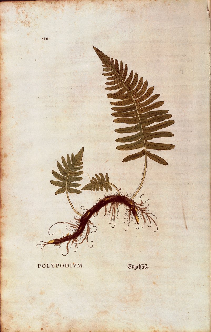 Eğreltiotu, ortak polipody (Polypodium vulgare) Leonhart Fuchs tarafından De historia stirpium commentarii insignes (Bitkilerin Tarihi Üzerine Önemli Yorumlar) renkli gravür by Leonhard Fuchs