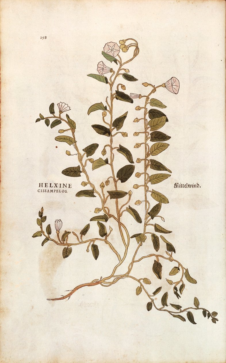 Tarla gündüzsefası - Convolvulus arvensis (Helxine cissampelos) Leonhart Fuchs tarafından De historia stirpium commentarii insignes (Bitkilerin Tarihi Üzerine Önemli Yorumlar) renkli gravür by Leonhard Fuchs