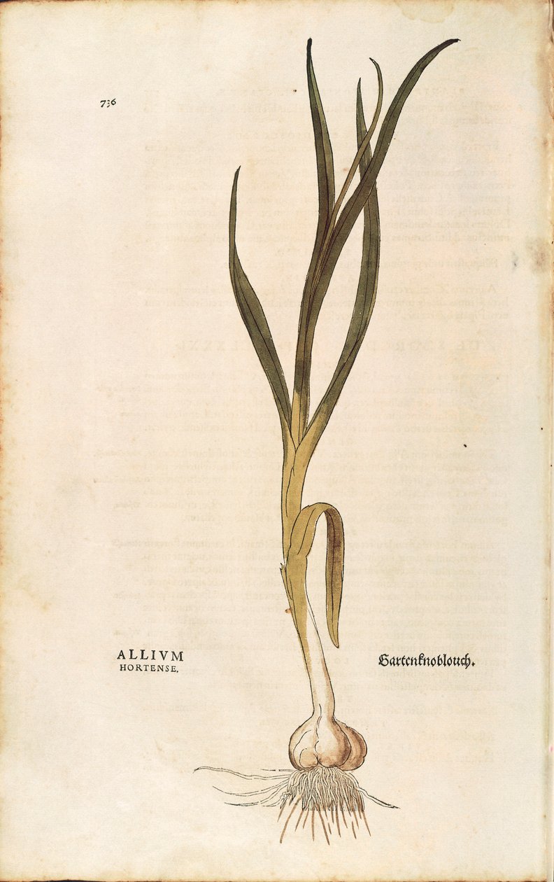 Sarımsak - Allium sativum (Allium hortense), Leonhart Fuchs tarafından De historia stirpium commentarii insignes (Bitkilerin Tarihi Üzerine Önemli Yorumlar), renkli gravür by Leonhard Fuchs