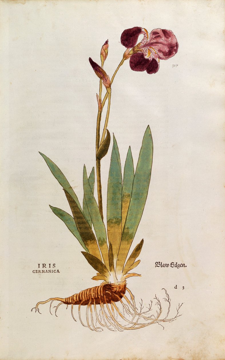 Alman Iris - Iris florentina (Iris germanica) Leonhart Fuchs tarafından De historia stirpium commentarii insignes (Bitkilerin Tarihi Üzerine Önemli Yorumlar), renkli gravür by Leonhard Fuchs