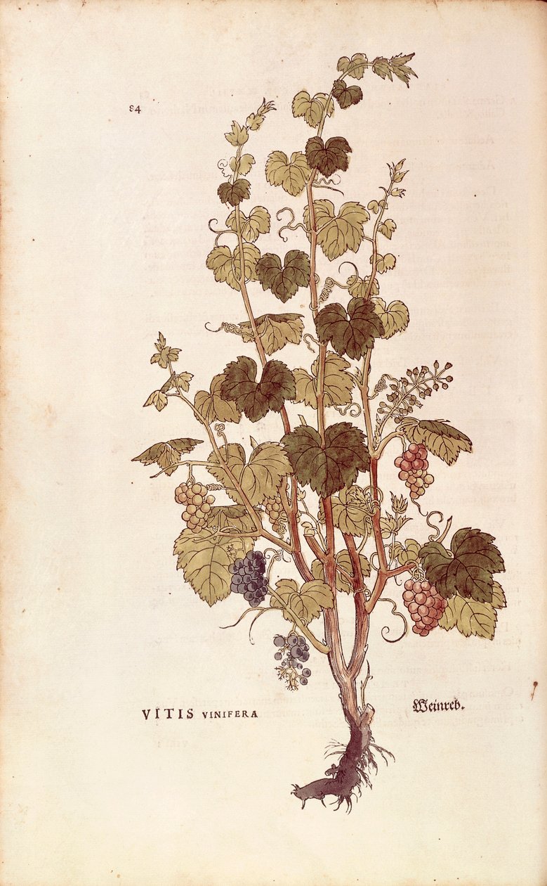 Üzüm asması (Vitis vinifera), Leonhart Fuchs tarafından De historia stirpium commentarii insignes (Bitkilerin Tarihi Üzerine Önemli Yorumlar), renkli gravür by Leonhard Fuchs