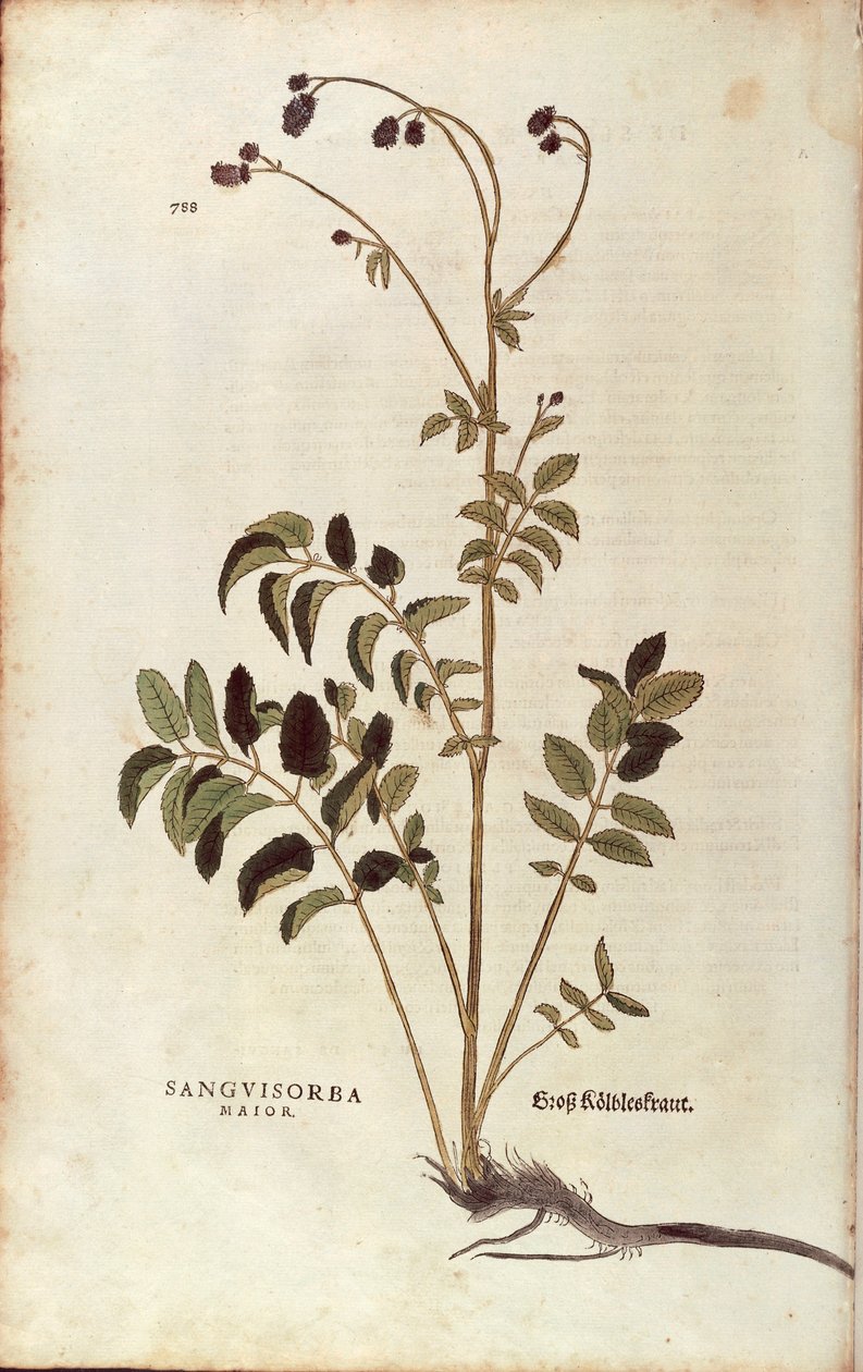 Büyük burnet - Sanguisorba officinalis (Sanguisorba major) Leonhart Fuchs tarafından De historia stirpium commentarii insignes (Bitkilerin Tarihi Üzerine Önemli Yorumlar) renkli gravür by Leonhard Fuchs